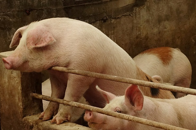 遼寧省の養豚場