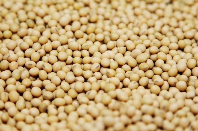 米ミズーリ州のモンサント研究施設に展示された大豆