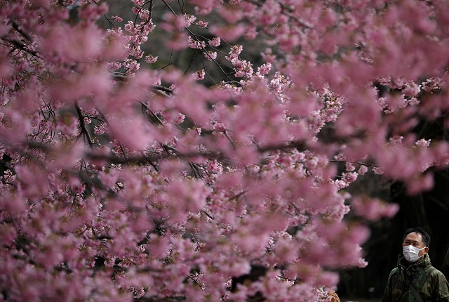 新宿御苑ので桜を見る人