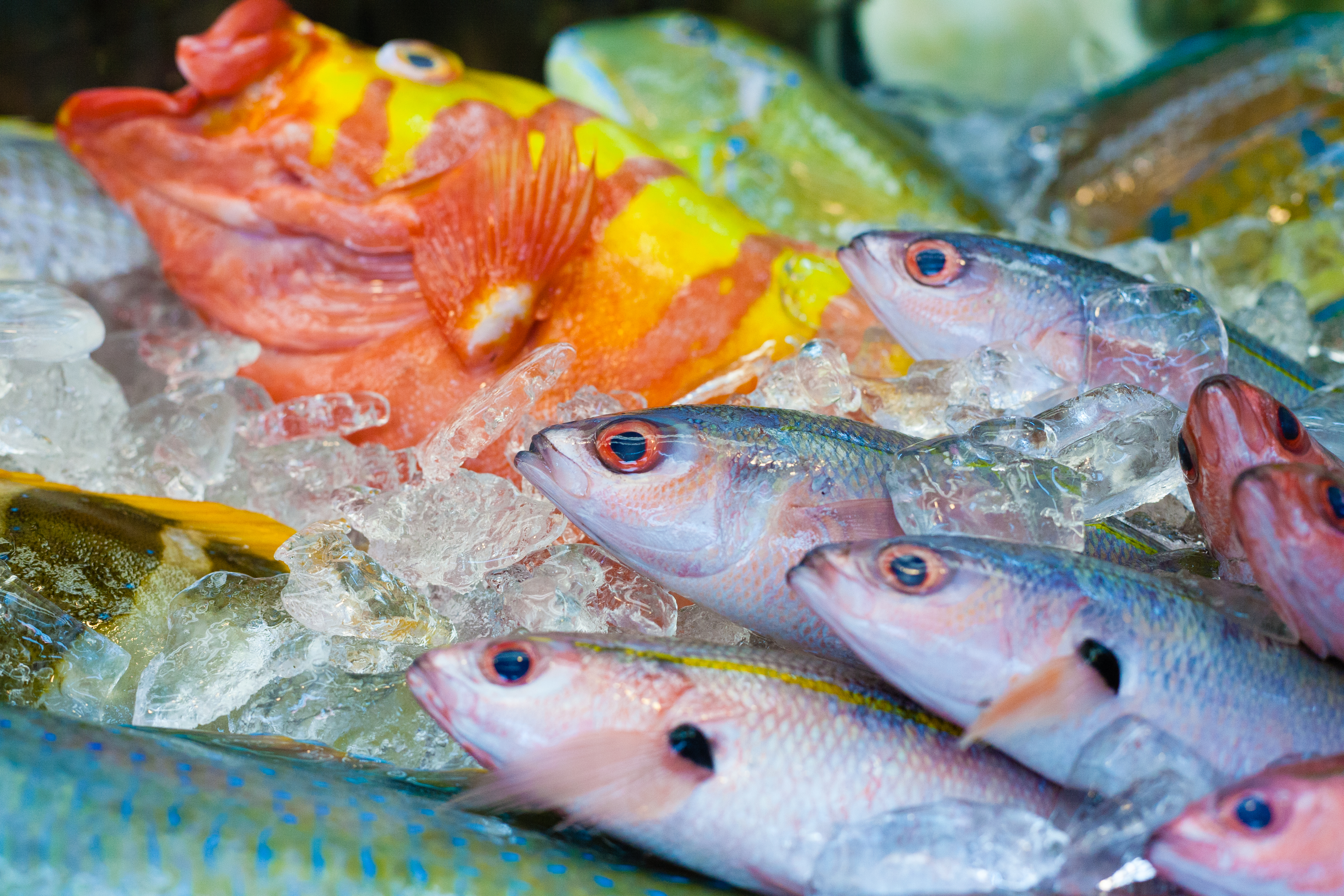 センギョ離れのスーパーにもヒント 親子で楽しめるお魚イベントとは 小売 物流業界 ニュースサイト ダイヤモンド チェーンストアオンライン