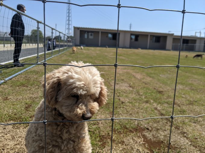 犬飼育頭数減少の陰にある ２つの高齢化 老犬ホームは日本で定着するか ペット卸ジャペルの挑戦 小売 物流業界 ニュースサイト ダイヤモンド チェーンストアオンライン