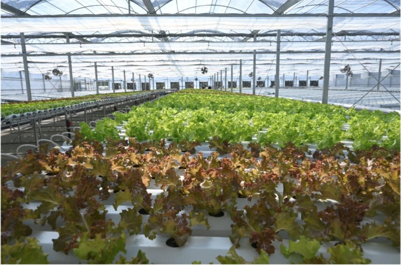 10月1日に開設した「ヤオコーファーム　水耕栽培施設」