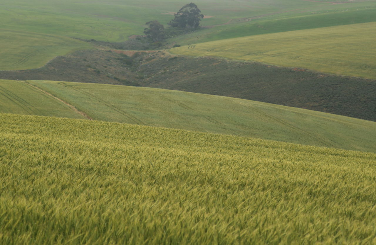 南アフリカ・ケープタウン近郊の大麦畑