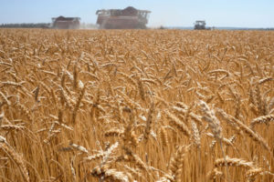 ロシアの小麦畑