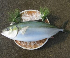 近畿大が開発し交雑魚「ブリヒラ」をアセロラを含むエサで育てた「アセロラブリヒラ」