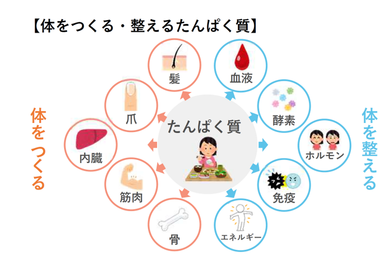 体をつくる・整えるたんぱく質