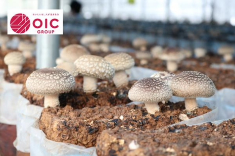 OICグループ、シイタケ生産事業を譲受