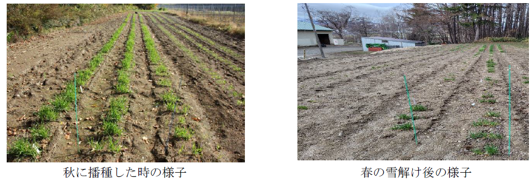 サッポロビールの北海道で栽培されている二条ビール大麦