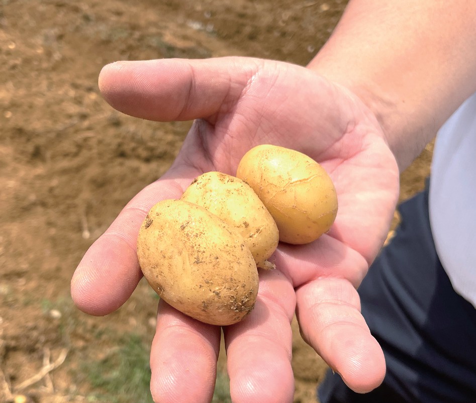 農産者の手にじゃがいも